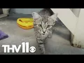 Changes coming to Jacksonville Animal Shelter