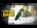 Download Lagu Pancingan Lovebird Baby Belajar Ngekek | AAHOBI MANIA
