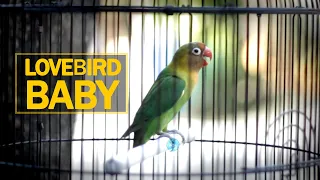 Download Pancingan Lovebird Baby Belajar Ngekek | AAHOBI MANIA MP3