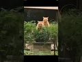 Download Lagu kumpulan video kucing berantem #shorts