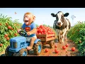 Lagu Tomato Harvest with Baby Monkey and Cow! - Monkey Farm Work | KoKo Monkey Farm