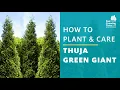 Thuja Green Giant Arborvitae How to Plant Care