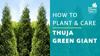 How to plant & Care - Thuja Green Giant