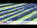 Sask students attempt world record mac and cheese box domino topple