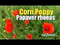 Corn Poppy Flower Papaver Rhoeas A Red Blooming Beauty