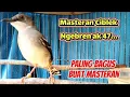 Download Lagu Masteran Ciblek full bren durasi panjang suara jernih