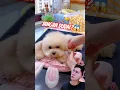 Download Lagu DOGGY LUCU BANGET⁉️ KASIHAN JANGAN DIJUAL😱😍
