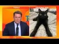 Download Lagu Interviewer cracks up after meeting jinx the cat on his show