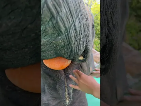 شاهد كيف يتم اطعام الفيل 🥰