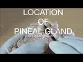 LOCATION OF PINEAL GLAND - AN EDUCATIONAL