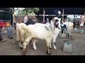 Download Lagu HARGA KAMBING BAKALAN TERBARU PASAR PURWANTORO