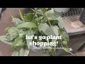 Plant Shopping at Lowe s and Home Depot in Temple TX