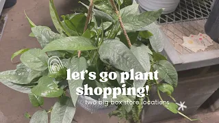 Plant Shopping at Lowe s and Home Depot in Temple TX