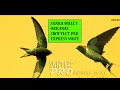 Download Lagu SUARA TARIK EXPRESS BURUNG WALET 20JT ORIGINAL | HQ External 03 Swiftlet Pro 2018