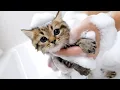 First bath for three tiny kittens