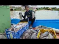 Download Lagu nelayan bubu sotong Kampung Batin Seberang Takir