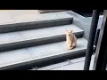 Download Lagu I quit my job... and took the company's stray cat family with me.