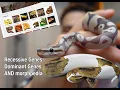 Ball Python Genetics 101 - Recessive Incomplete Dominant and Morphpedia