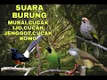 Download Lagu Suara Burung CUCAK IJO,MURAI BATU,CUCAK JENGGOT,CUCAK ROWO.