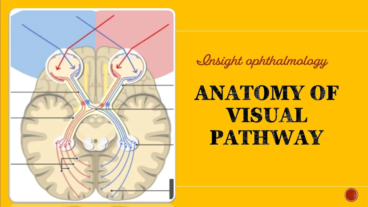 VISUAL PATHWAY ANATOMY | optic chiasm and Pituitary|| Meyers and Baums loop