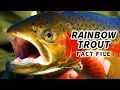 Rainbow Trout Facts the STEELHEAD Trout Animal Fact Files