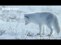 A Winter Wildlife Wonderland BBC Earth