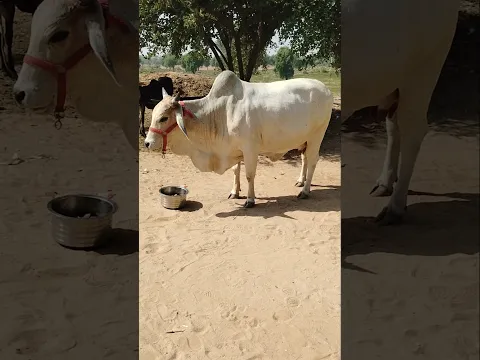 थारपारकर गाय20842 बुल से ग्याबन है20-22 दिन बाद बच्चा देगीतीसरा ब्यांत है 94610 75098