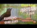 Download Lagu masteran siri siri gacor dan jernih