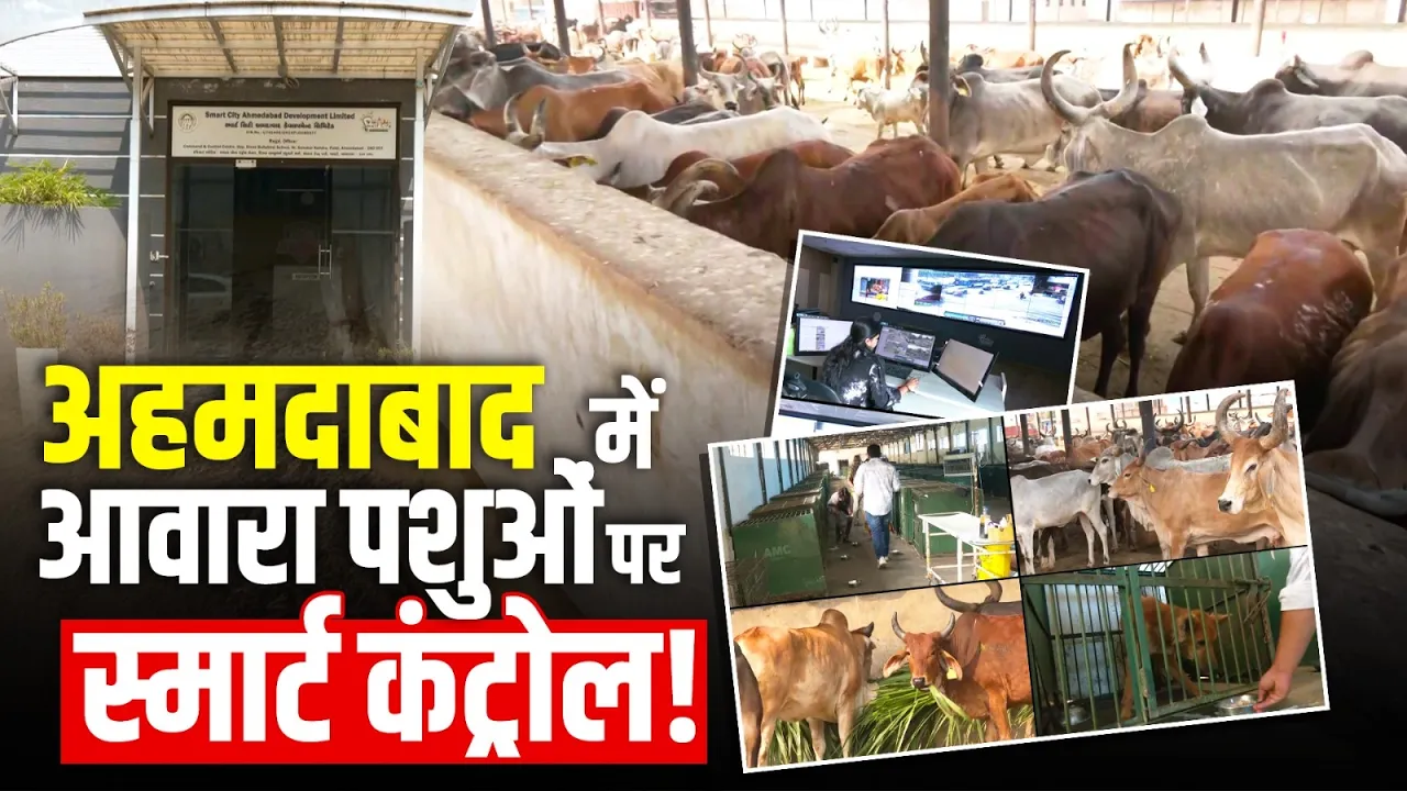 अहमदाबाद नगर निगम की अनोखी पहल | आवारा पशुओं के लिए फीडिंग स्पॉट & AI ट्रैकिंग
