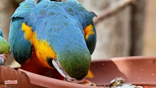 Download Parrots Singing In The Wild - Kompilasi Suara Kicau Burung Nuri + Macaw Di Alam Liar MP3