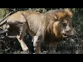 Download Lagu HUGE Male Lion, Appears In Gomondwane Territory! Gomondwane Lions Gone?! Kruger National Park!#lion