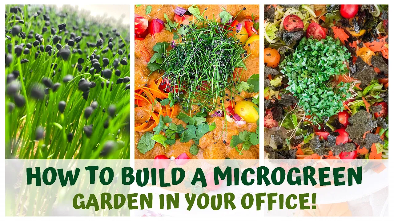 HOW TO BUILD A MICROGREEN GARDEN IN YOUR OFFICE