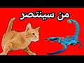 Download Lagu A dangerous scorpion attacks a cat🦂😻🙀🦂😿🦂😸🦂😽🦂😿🦂😼🦂