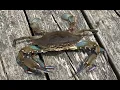 Crabbing at Lavallette NJ - 4th of July Weekend 2023