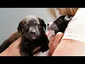 Destination WA - Dogs Refuge Home