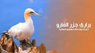 براري جزر الفارو أرض الطبيعة الخلابة المتنوعة وموطن الحيونات النادرة والطيور المائية المهاجرة 