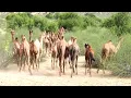 Download Lagu camels jumping dancing running || camel by camel || camel is thar || camel camel camel video
