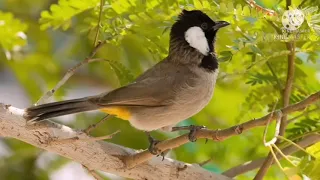 تغريد بلبل بدراوي مندلاوي علوازي 