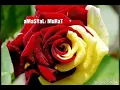 Ezgi eyüboğlu sevdaluk zor zanaat ( aMaSYaLı MuRaT )