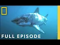 Why Are American Beaches Suddenly Crawling With Sharks Full Episode National Geographic