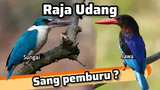 cekakak sungai dan cekakak jawa burung kicau pemburu burung tengkek raja udang