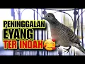 Download Lagu PANCINGAN PERKUTUT LOKAL GACOR PASTI NYAUT #perkutut 