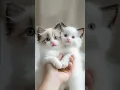 Download Lagu Cute Kitten sing I Love You. Funny Cat singing AI #lipsync #Viral #Brainrot #funnycat #fyp #fypage