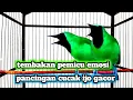 Download Lagu Masteran cucak ijo full isian menaikan emosi dan tembak an panjang bongkar materi #cucakijo