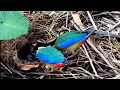 Download Lagu Sepasang induk burung bekerjasama membesarkan keempat Anaknya! keempat anak burung paok,burung pitta