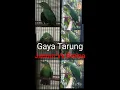 Gaya Tarung Cucak Ijo Jantan VS Betina