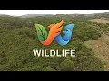 WILD INDIA | Tigre vs. Oso Bezudo: El Oso que No Quiso Huir | Documental de Naturaleza y Animales