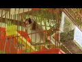 Cardonneret de chant--Goldfinch--Jilguero-