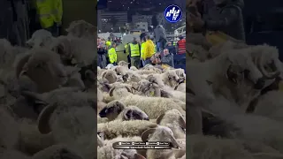 شاهد بهذه الطريقة الان يتم نقل الكباش المستوردة من ميناء الجزائر العاصمة نحو نقاط الحجر  شاهد بهذه الطريقة الان يتم نقل الكباش المستوردة من ميناء الجزائر العاصمة نحو نقاط الحجر
