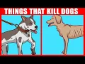 11 Things You Didn t Realize Are Killing Your Dog